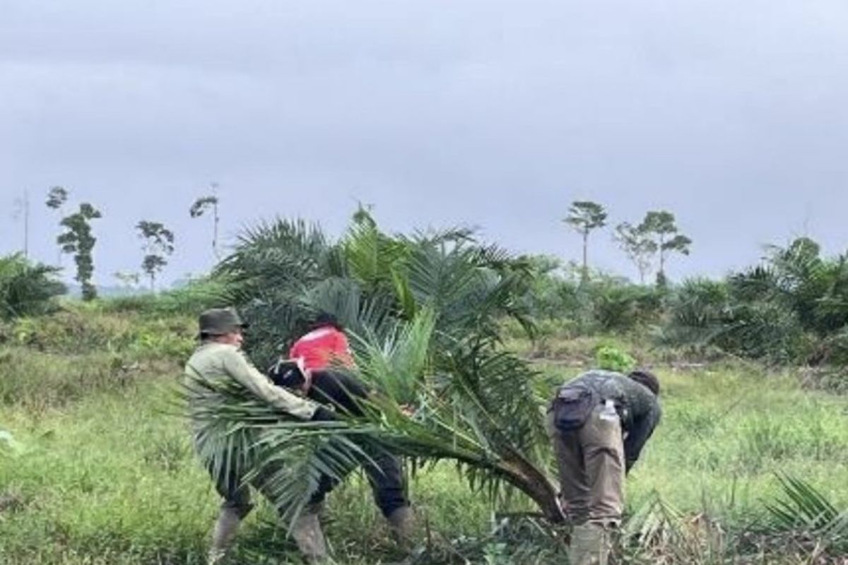 TNBS memusnahkan 98,8 Hektare sawit ilegal di dalam kawasan