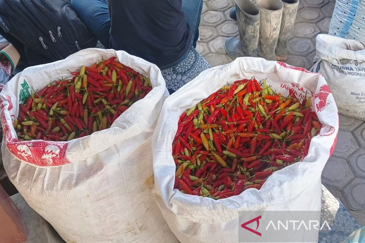 Jalan terputus, petani Aceh Tengah pikul cabai dijual ke Lhokseumawe