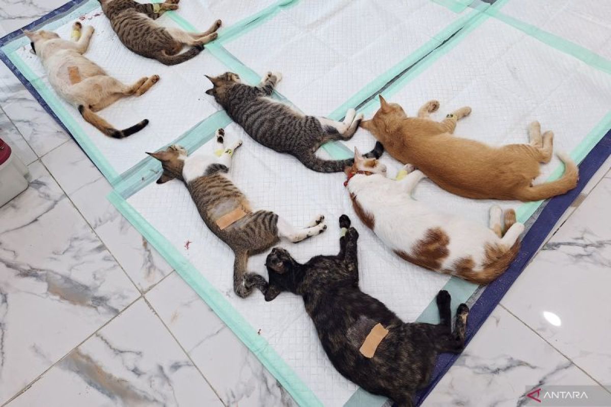 KPKP Jaksel capai target vaksinasi dan sterilisasi hewan pada 2025