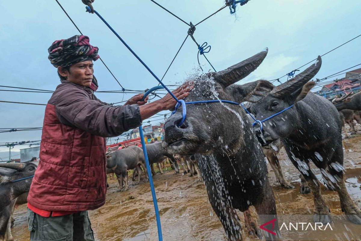 Menengok aktivitas pasar kerbau untuk hewan persembahan di Toraja Utara