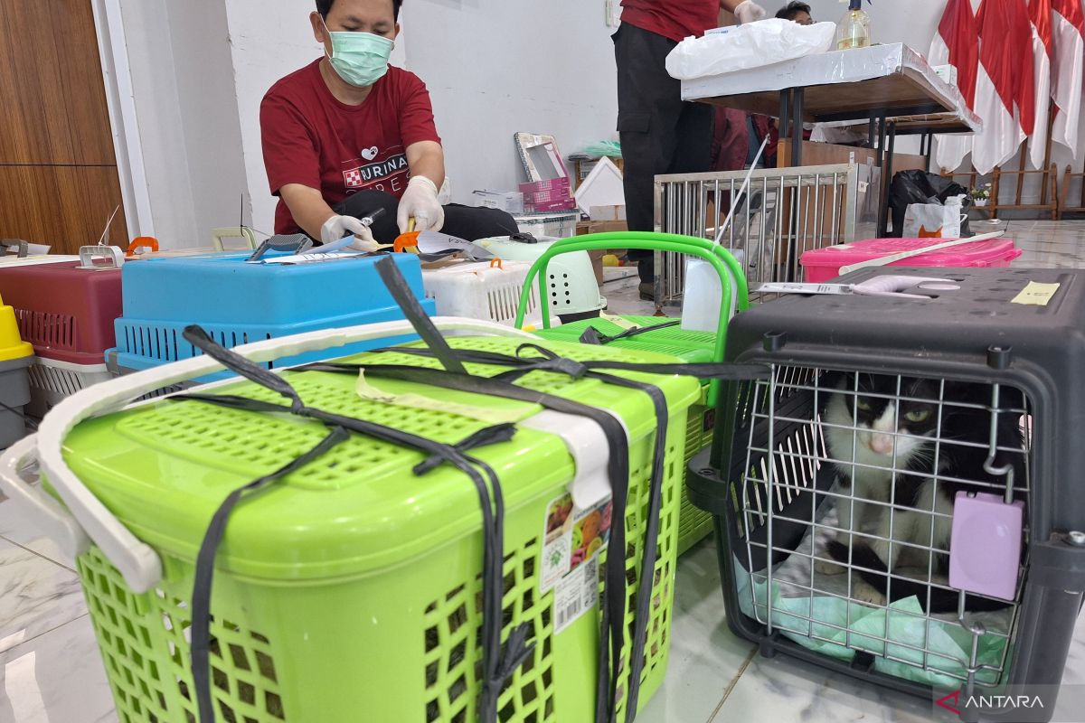 KPKP Jaksel syaratkan minimal 20 ekor kucing untuk permohonan TNR