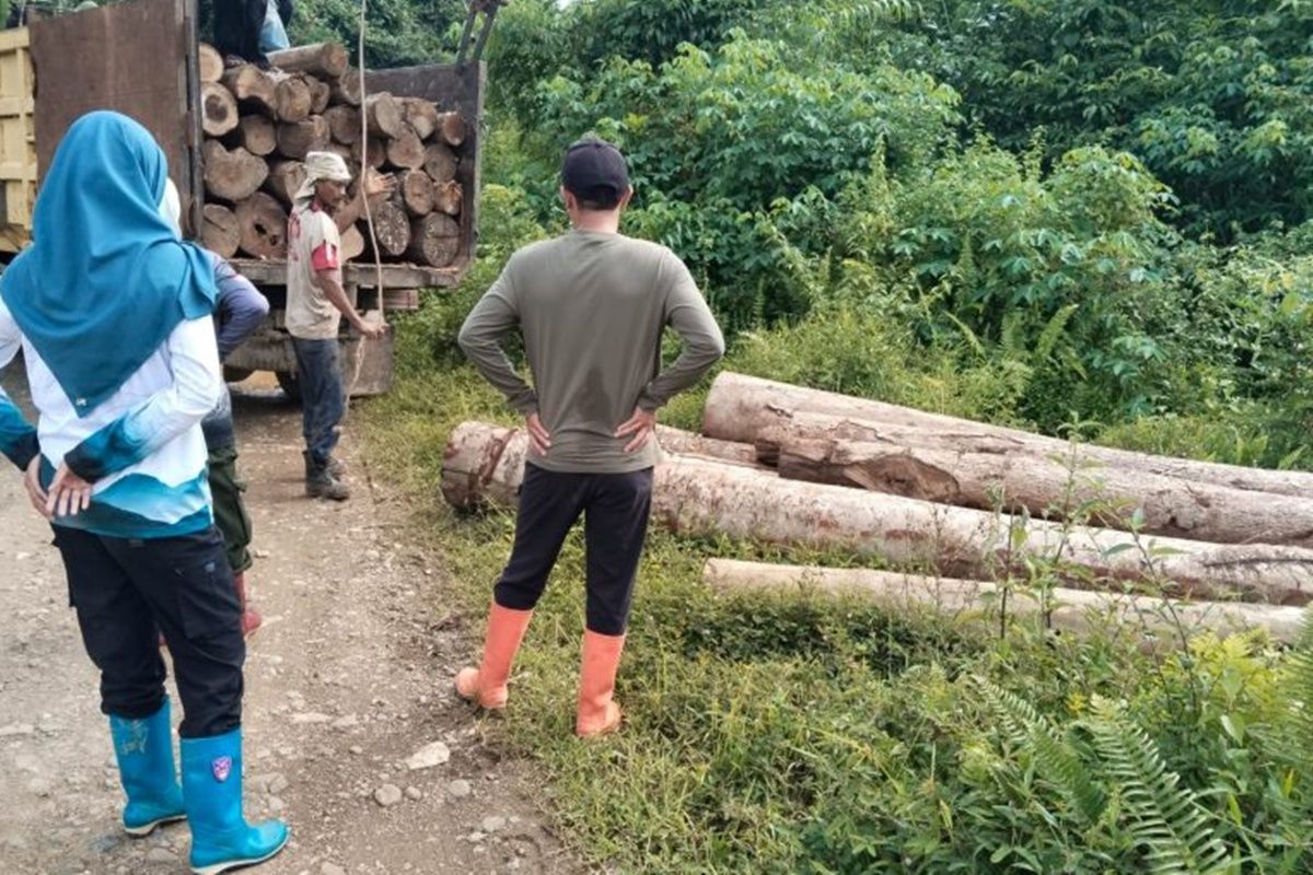 KPH Tanah Laut amankan puluhan batang kayu hasil penebangan ilegal