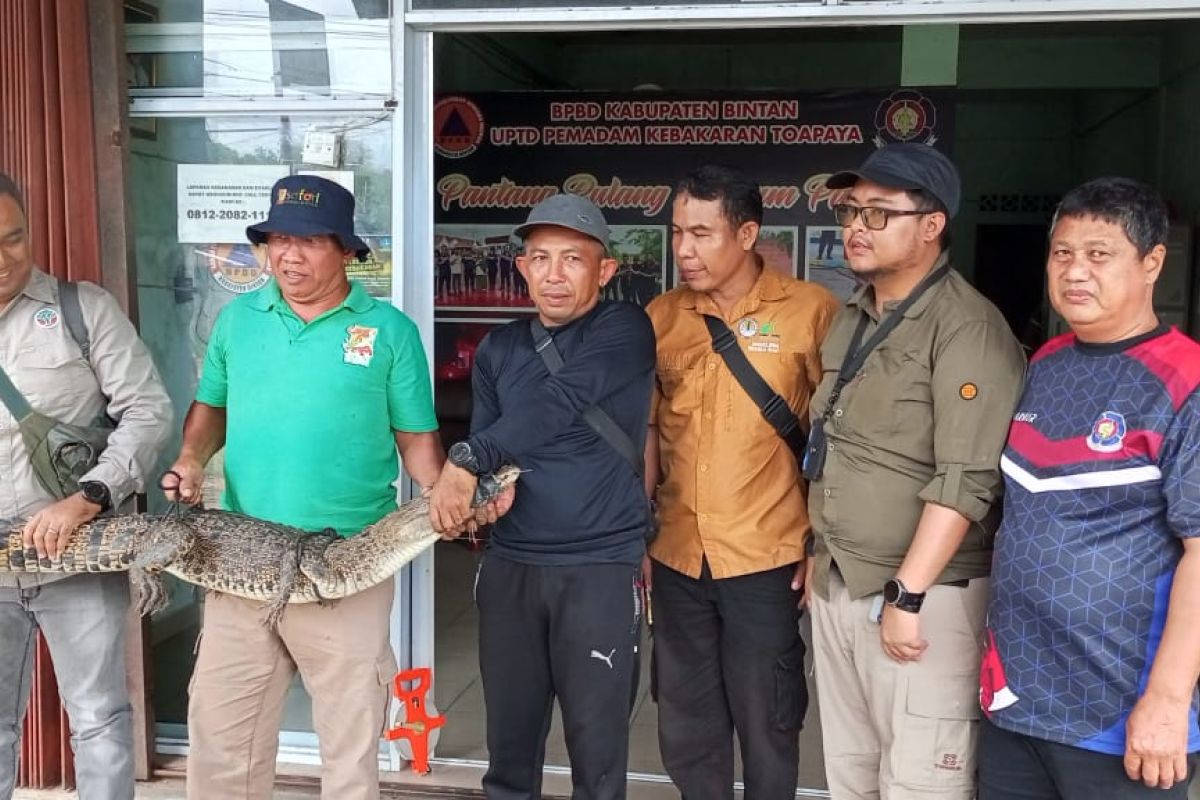 Buaya masuk ke kolam ikan dievakuasi, diserahkan ke Taman Safari Lagoi