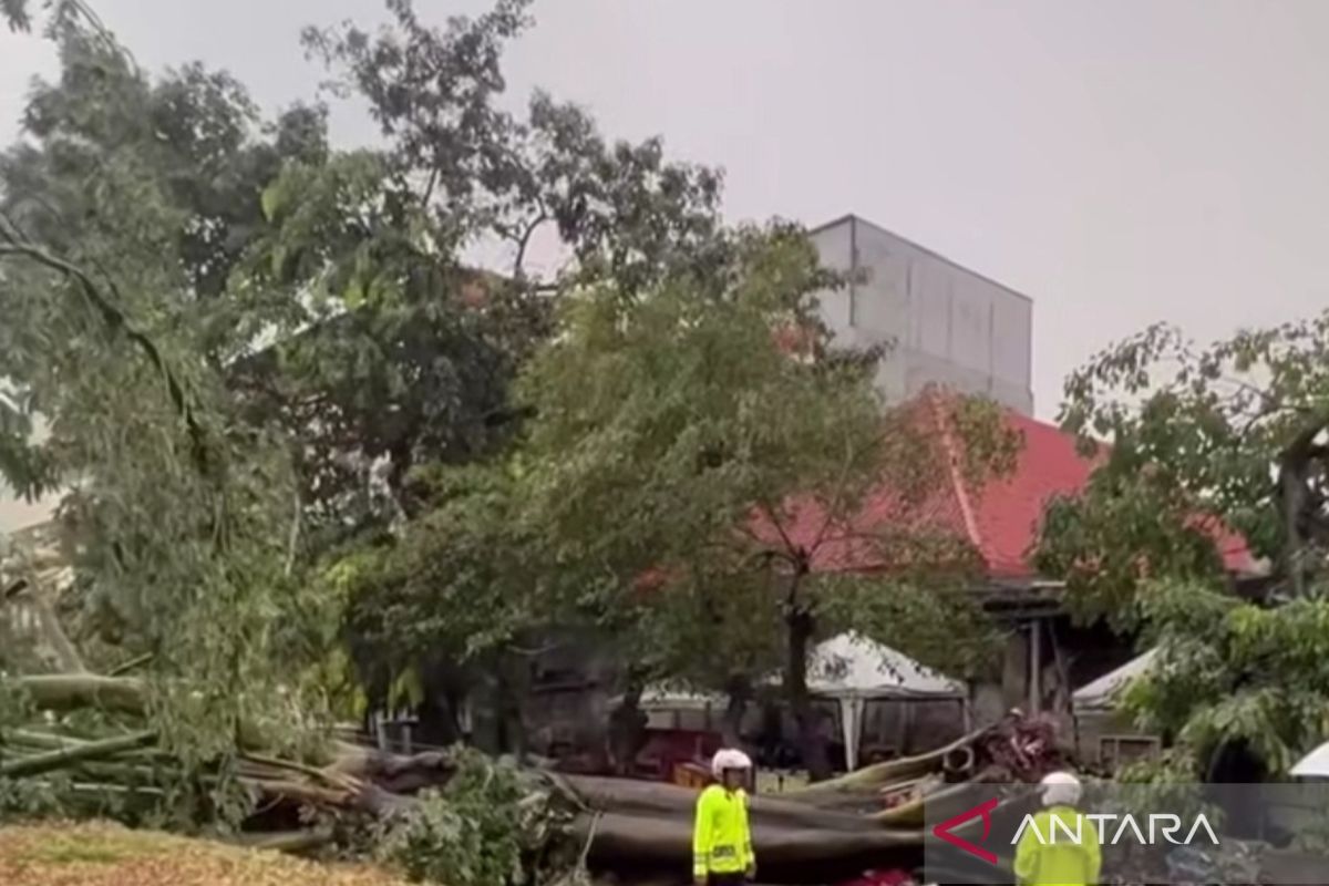 Antisipasi pohon tumbang, Tamhut Jakbar tambah personel pemangkasan