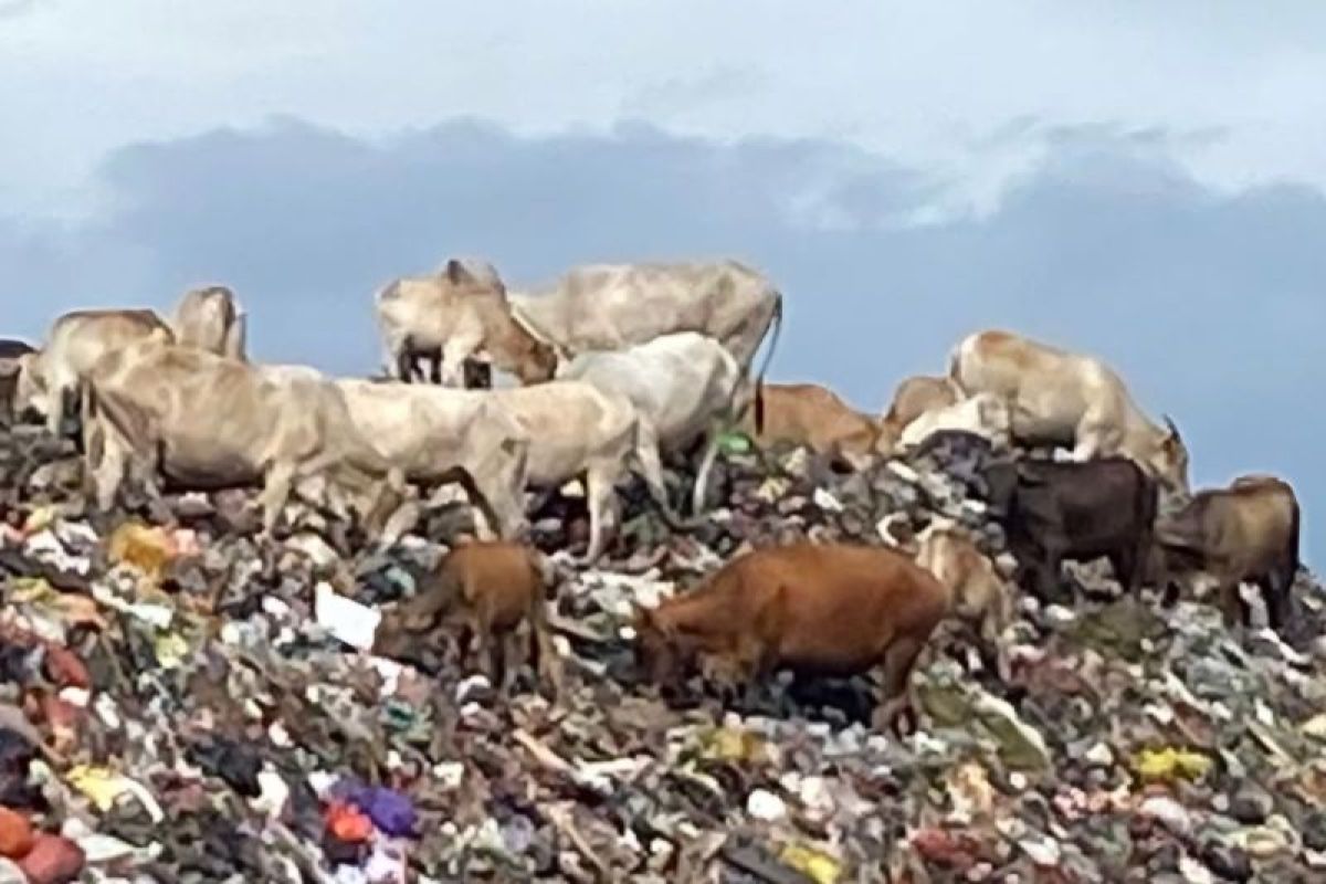 DLH Makassar imbau warga waspada daging sapi asal TPA, waspada coto murah