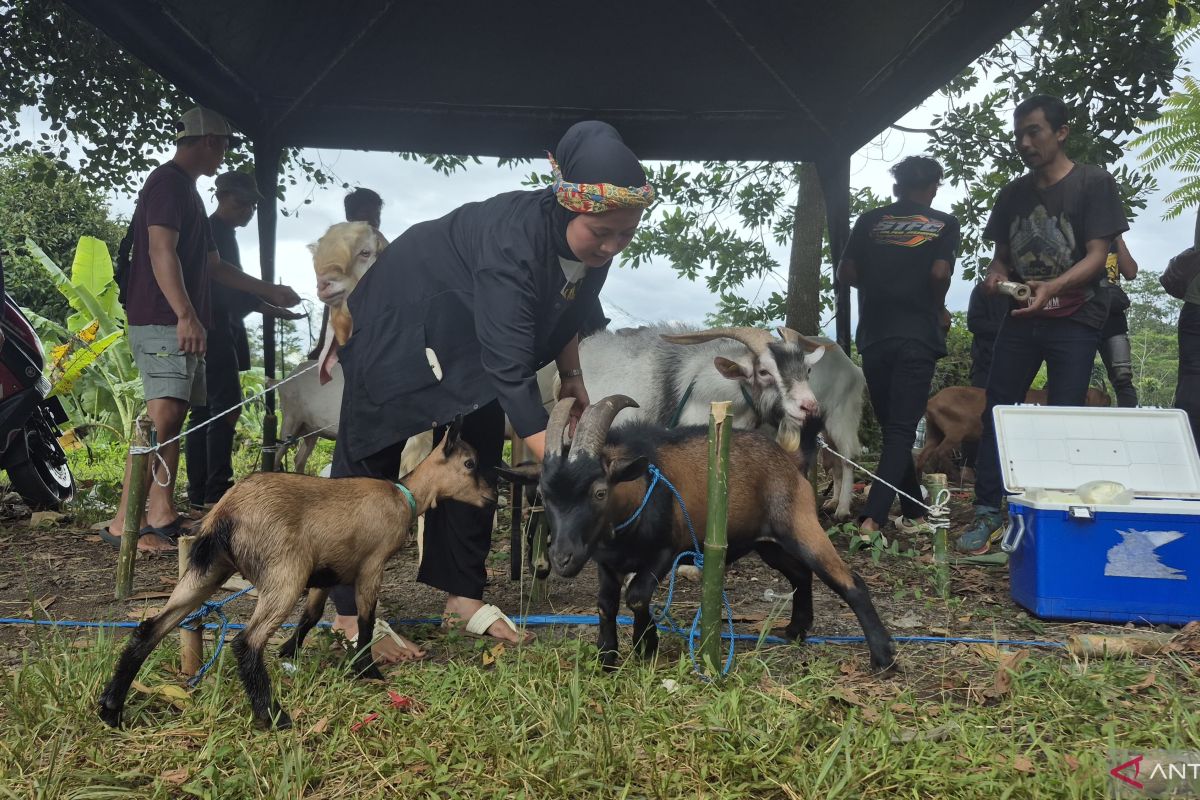 Riuh arena domba dan asa dari peternakan rakyat