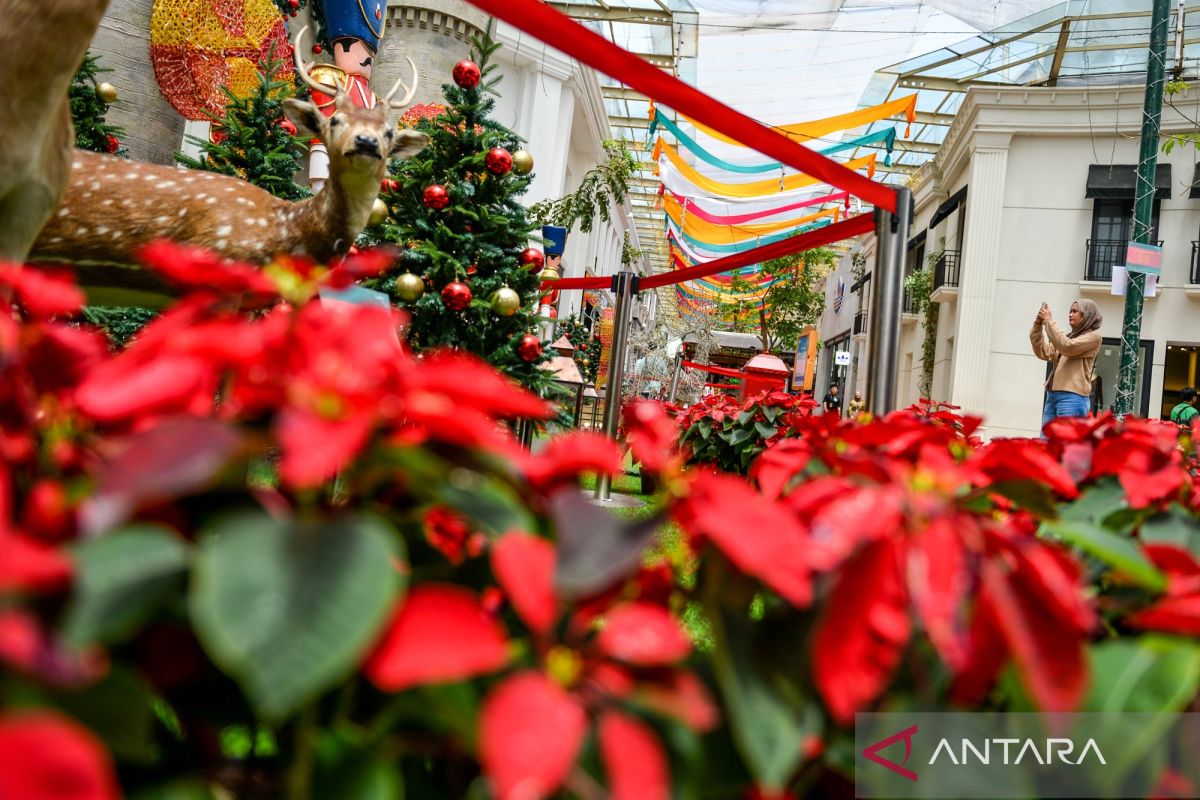 10 tanaman hias yang cantik untuk dekorasi Natal 2025 di rumah