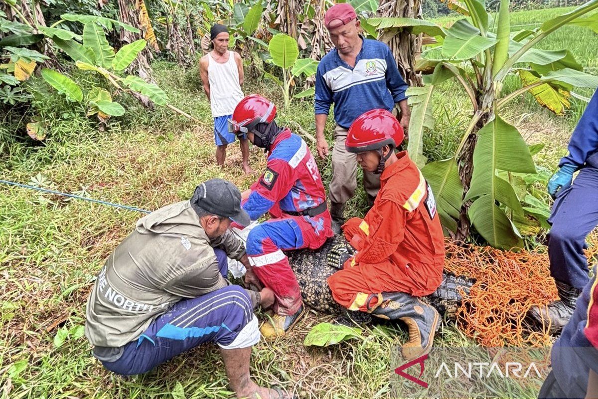 Dalops Pemadam Kota Bekasi ungkap kronologi penemuan buaya di sawah