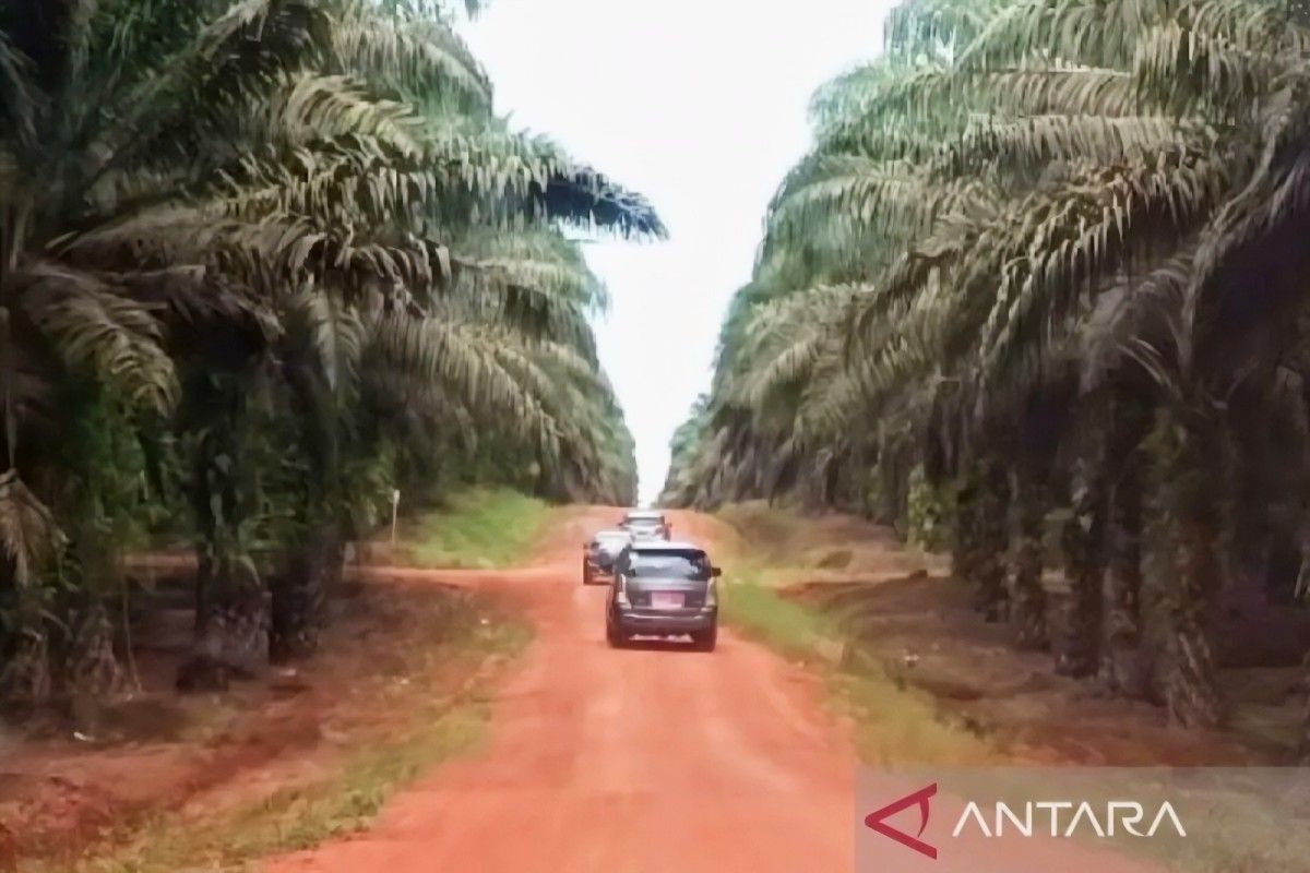 POPSI dorong penertiban sawit yang adil dan penguatan kepastian hukum