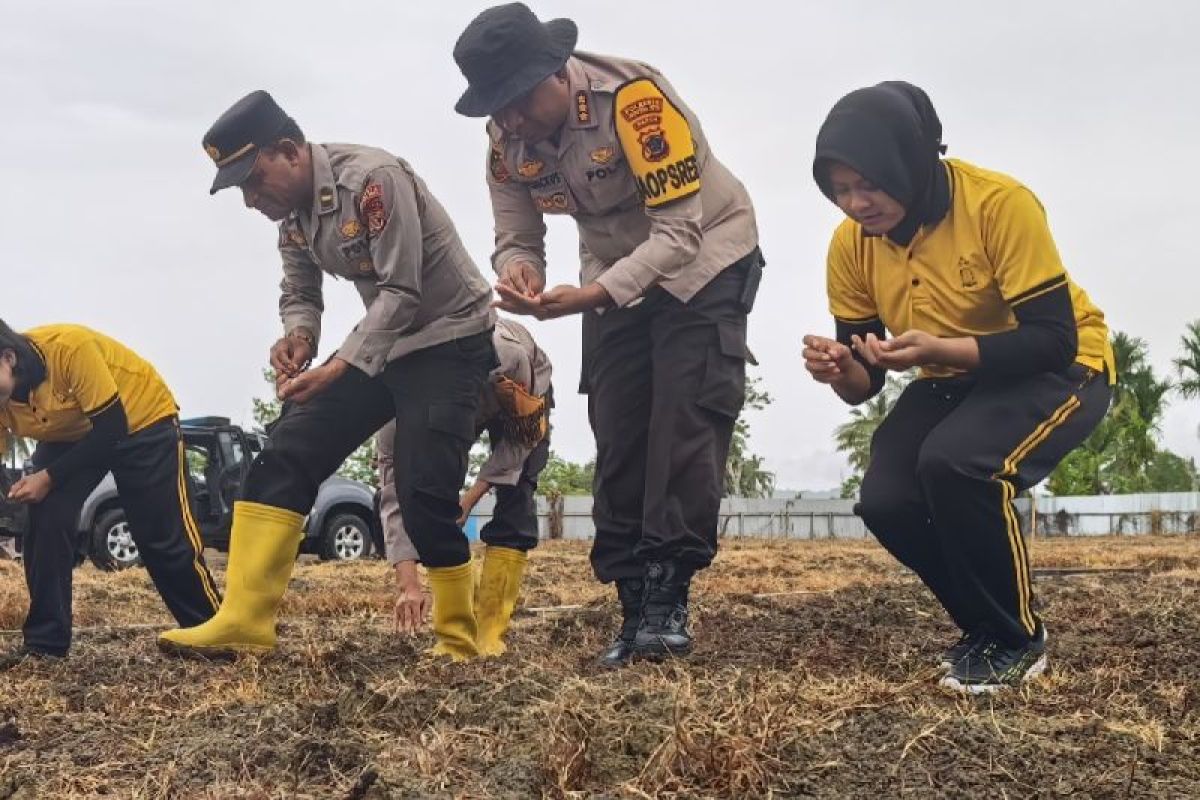Polresta Jayapura Kota garap lahan warga di perbatasan RI-PNG menanam jagung