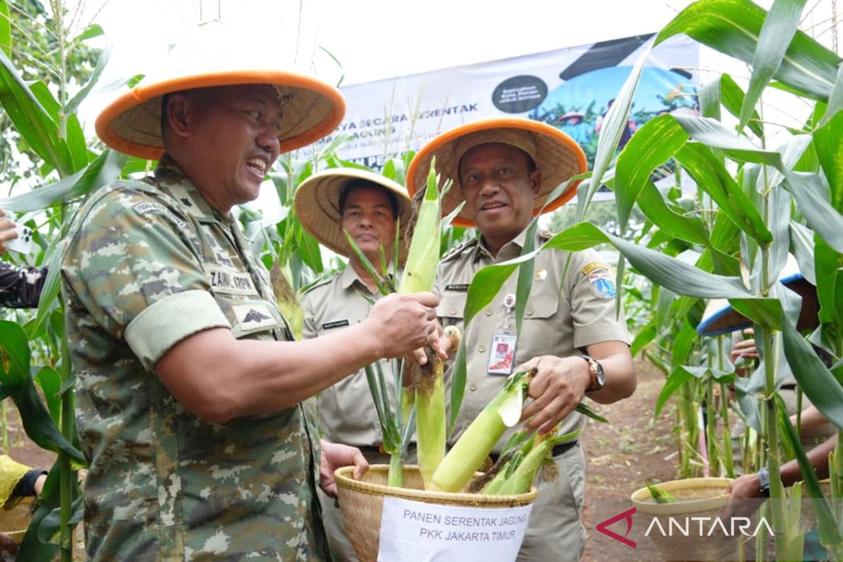 Panen jagung, Jaktim tingkatkan ketahanan pangan