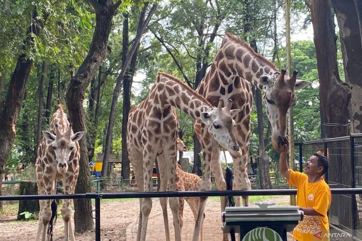 50.000 pengunjung diprediksi padati Ragunan pada Natal 2025