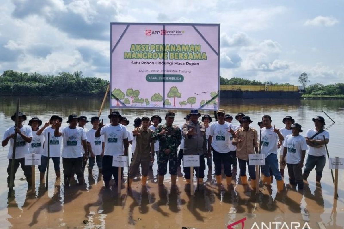 PT IKPP Bersama Warga Tanami 5000 Pohon Mangrove di Tepian Sungai