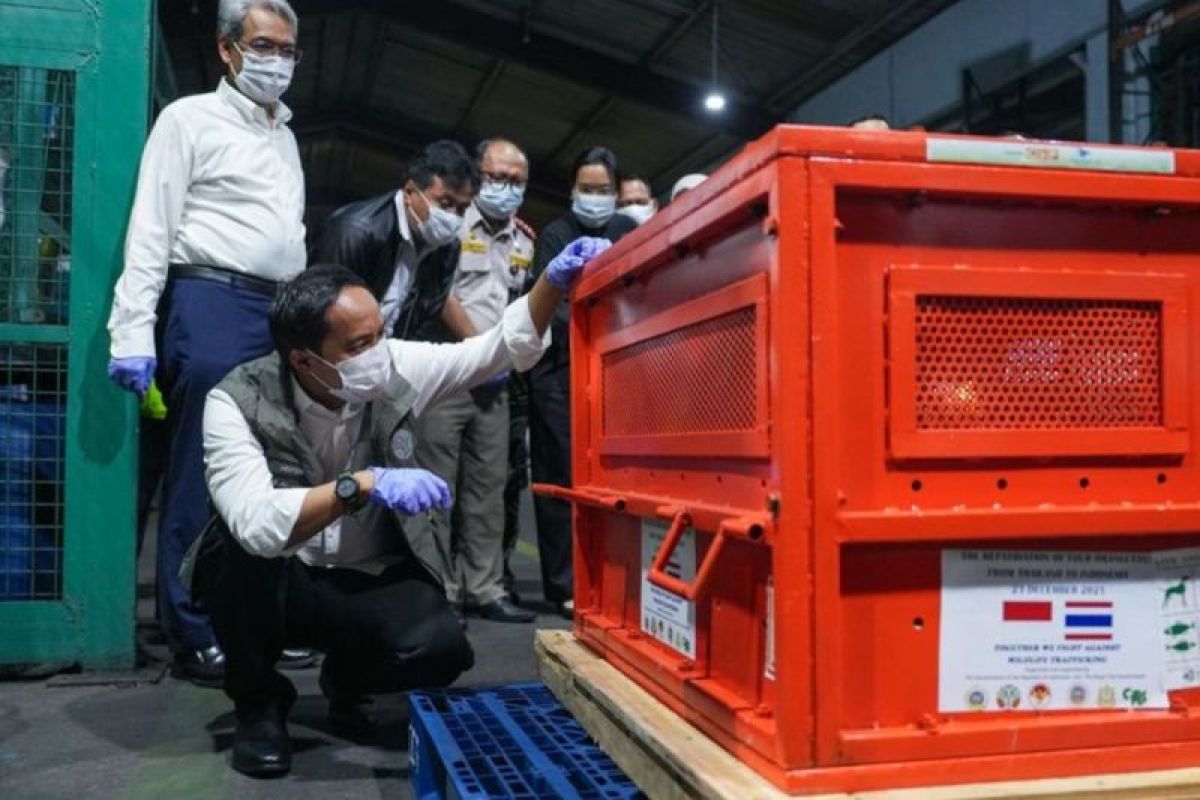 Indonesia brings home four smuggled orangutans from Thailand