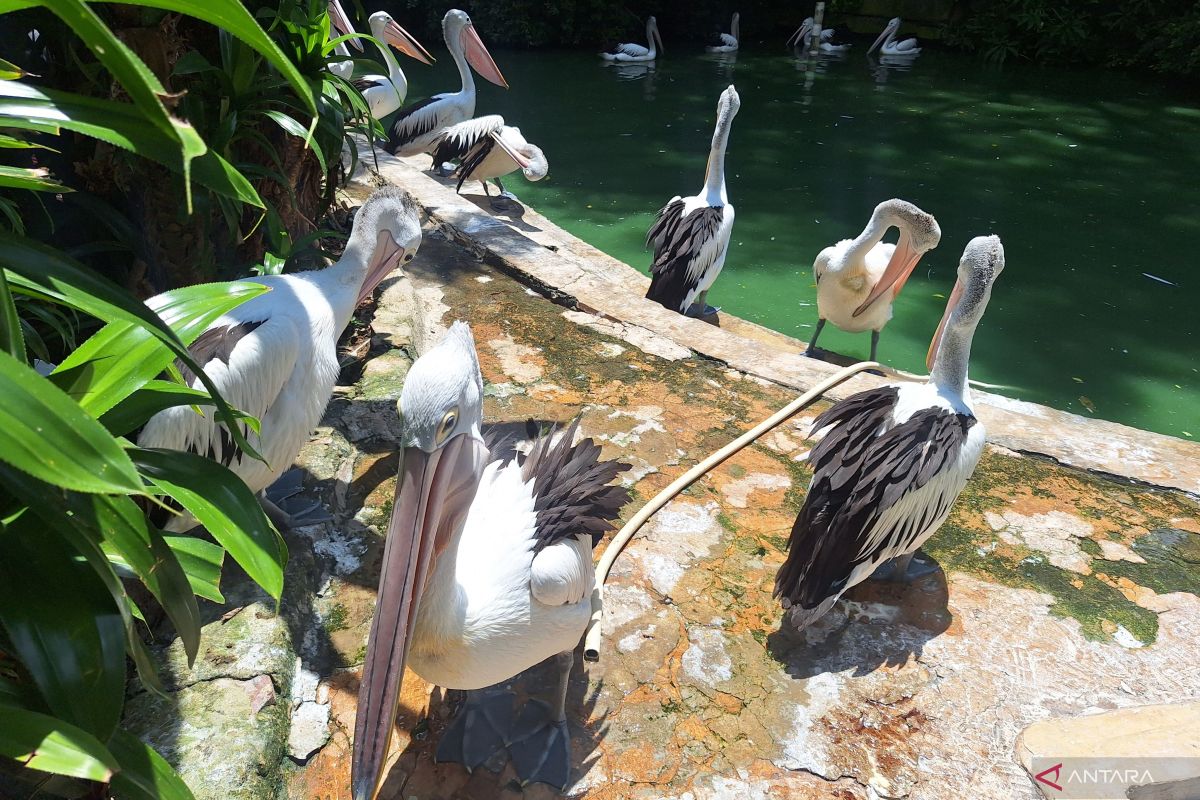 Pengunjung Ragunan diprediksi capai 80.000 orang pada Tahun Baru