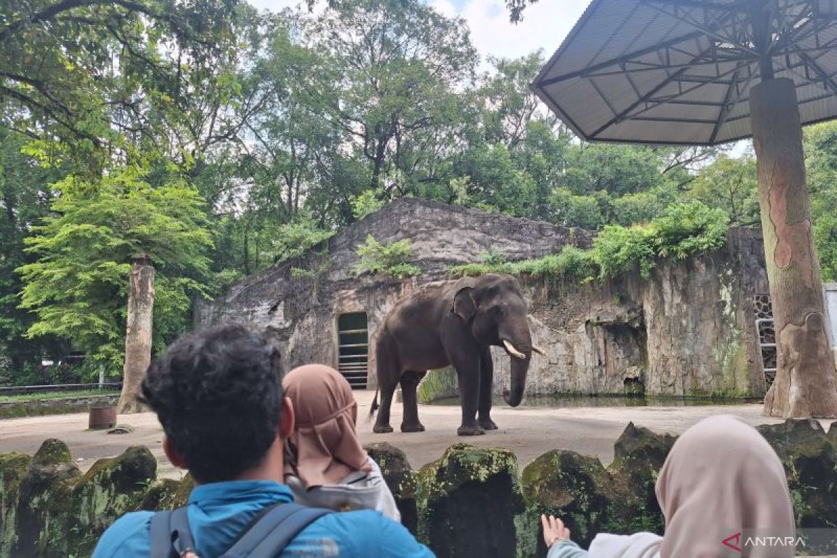 Taman Margasatwa Ragunan susun rancangan revitalisasi pada 2027