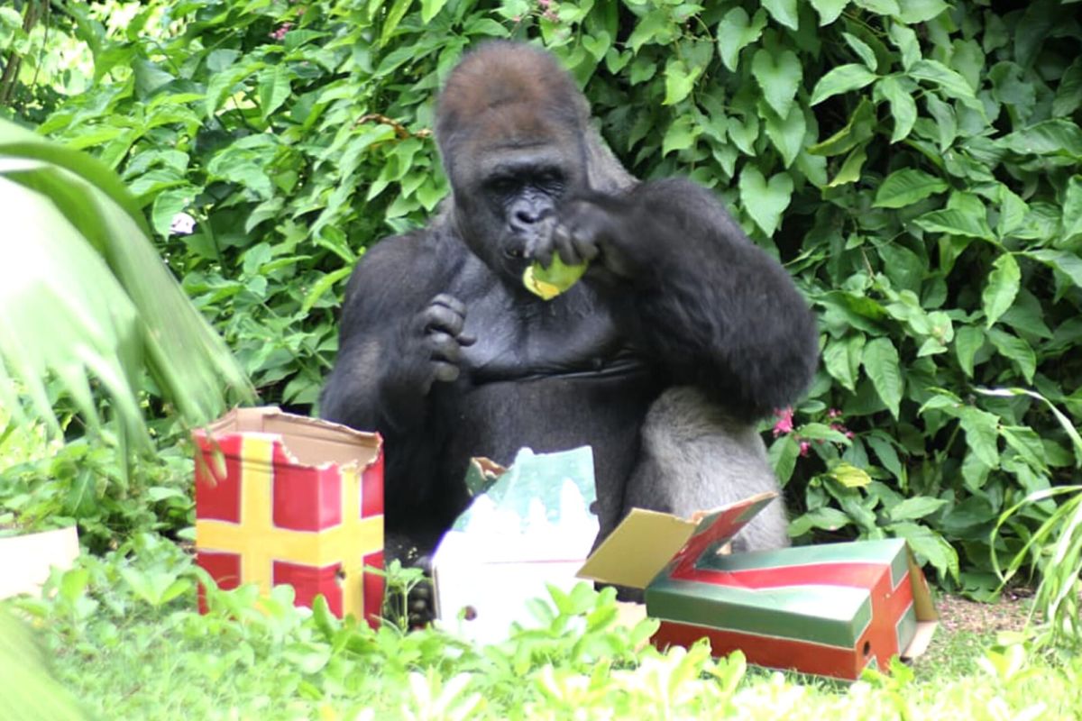 Libur Natal, Gorila "Kumbo" hibur pengunjung Ragunan