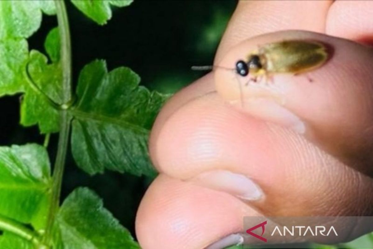 Kebun Raya Bali temukan dua kelompok spesies kunang-kunang 