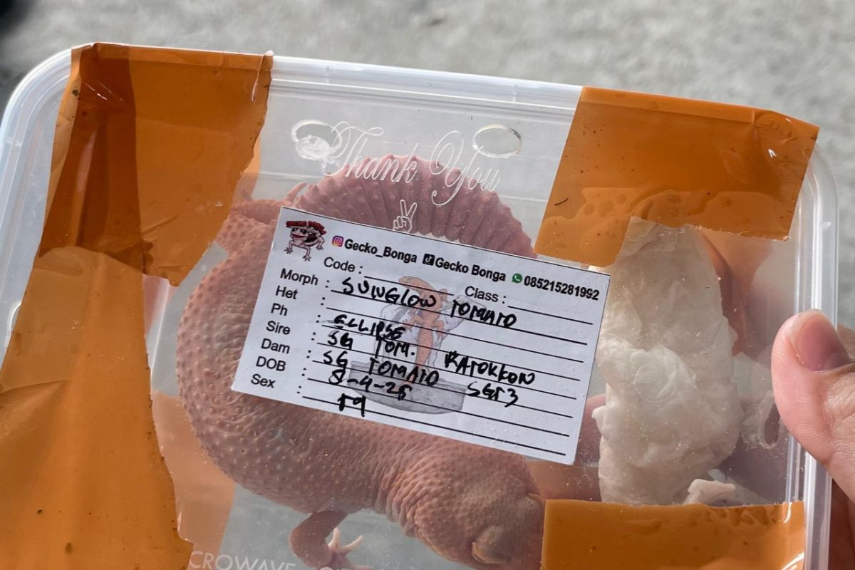 Karantina Papua gagalkan pengiriman Kadal Gecko di Bandara Sentani