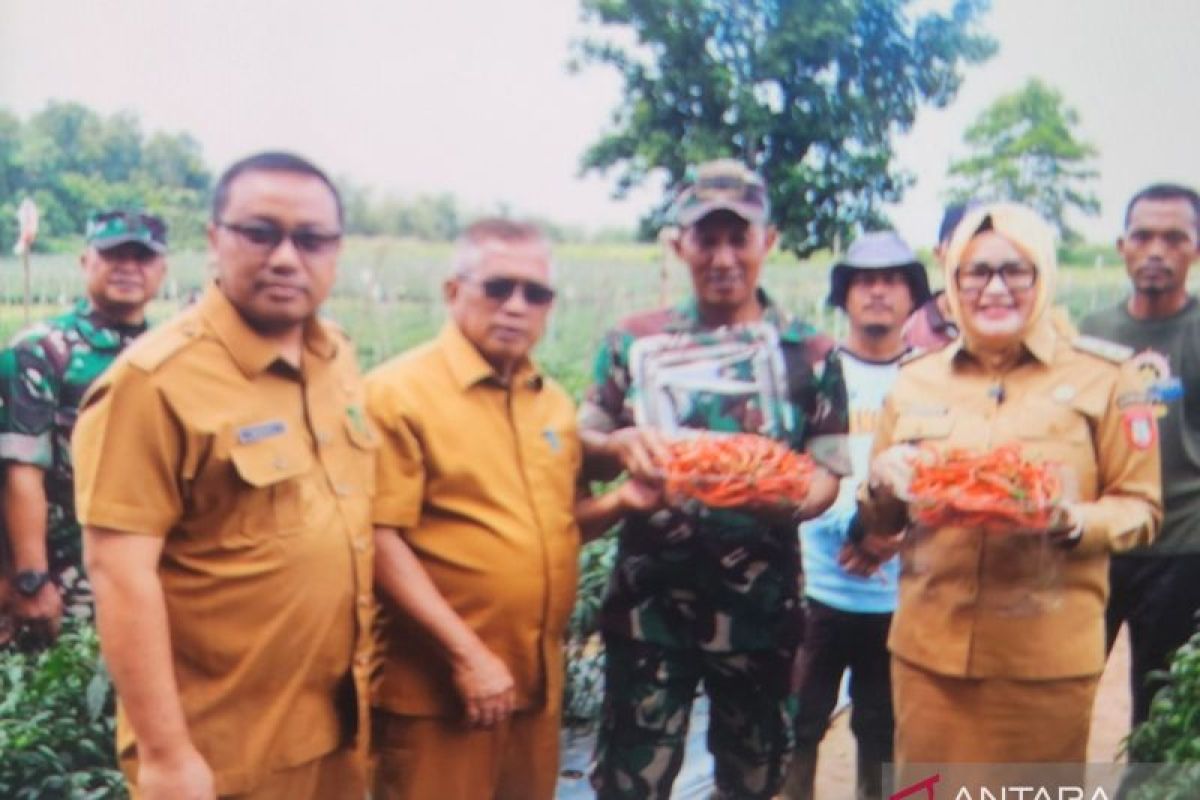 Banyuasin bersama Kodim kembangkan perkebunan cabai