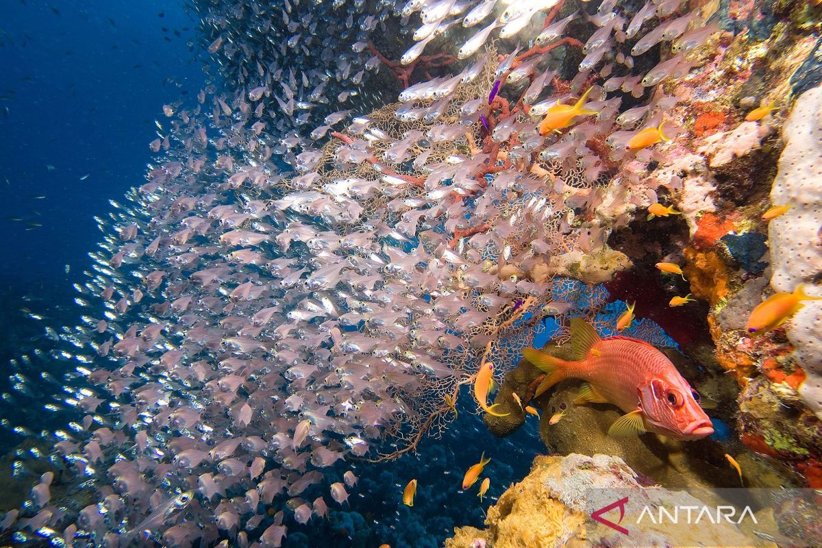 Unik! Laut Merah Mesir tawarkan pesona terumbu karang dan kehidupan bawah laut yang menakjubkan