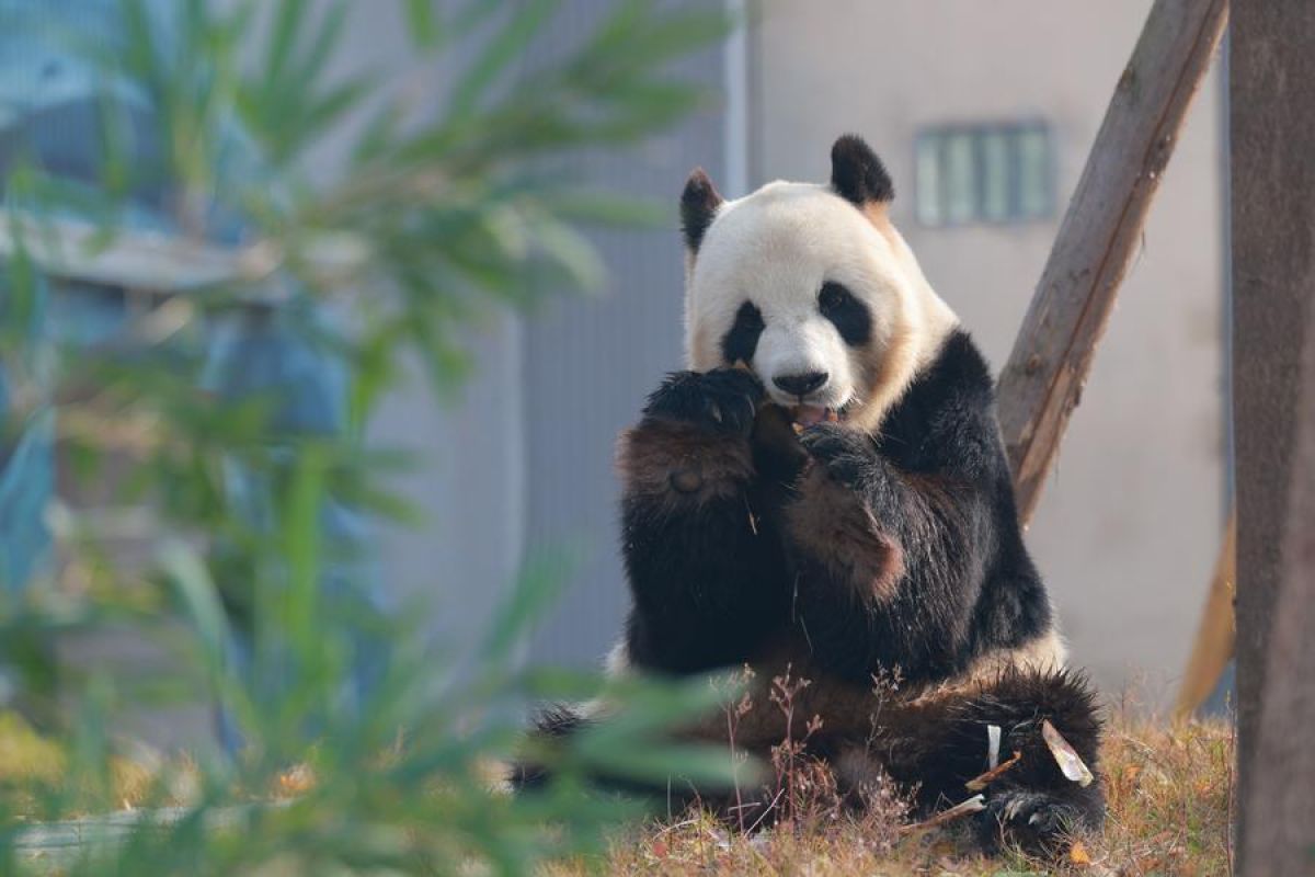Pusat panda raksasa terbaru China ini padukan teknologi dan konservasi