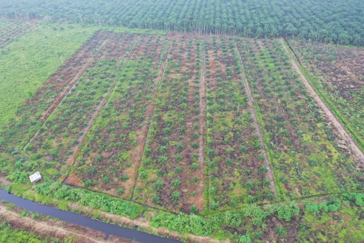 Kemenhut lanjutkan proses hukum empat perambah hutan Tahura OKH Jambi