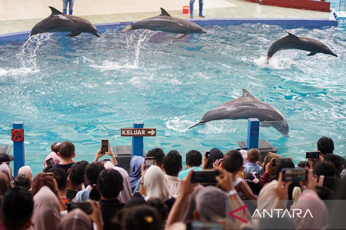 Atraksi lumba-lumba di Safari Beach Jateng tarik ribuan wisatawan saat libur Natal dan Tahun Baru
