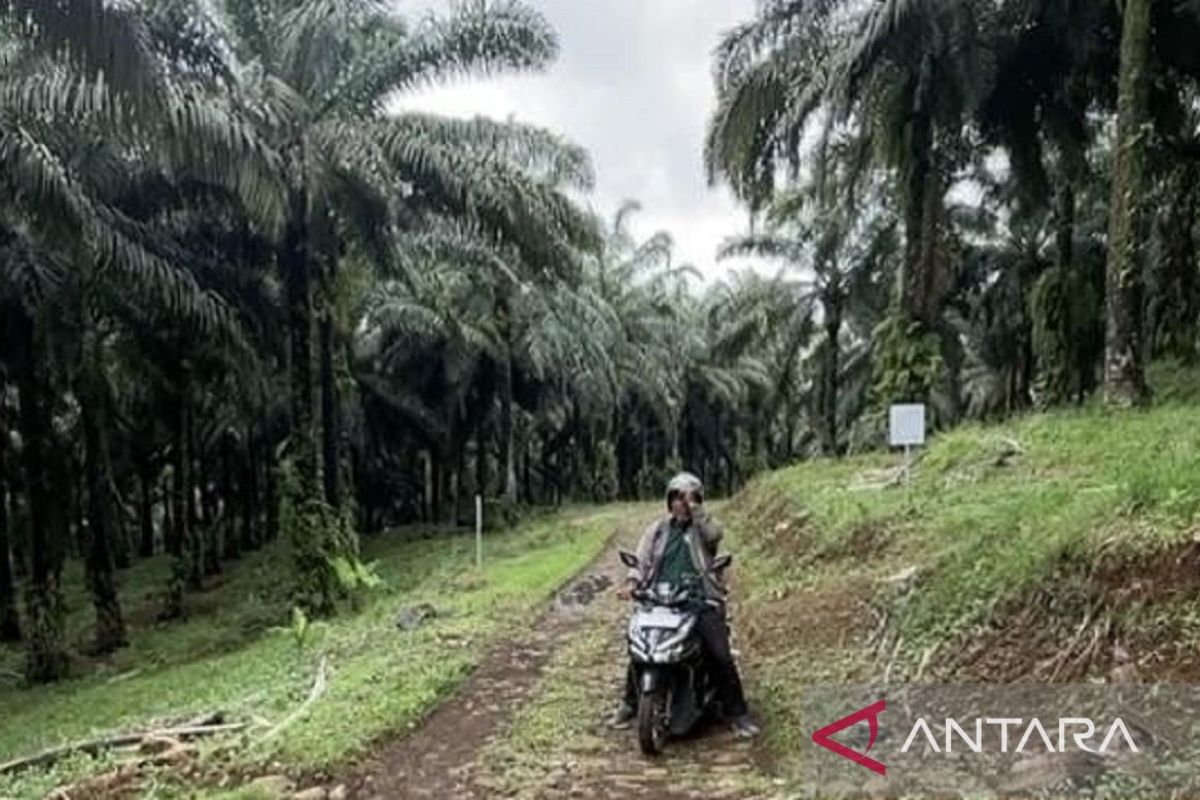 Apkasindo minta KDM buka dialog terkait perlarangan sawit di Jabar