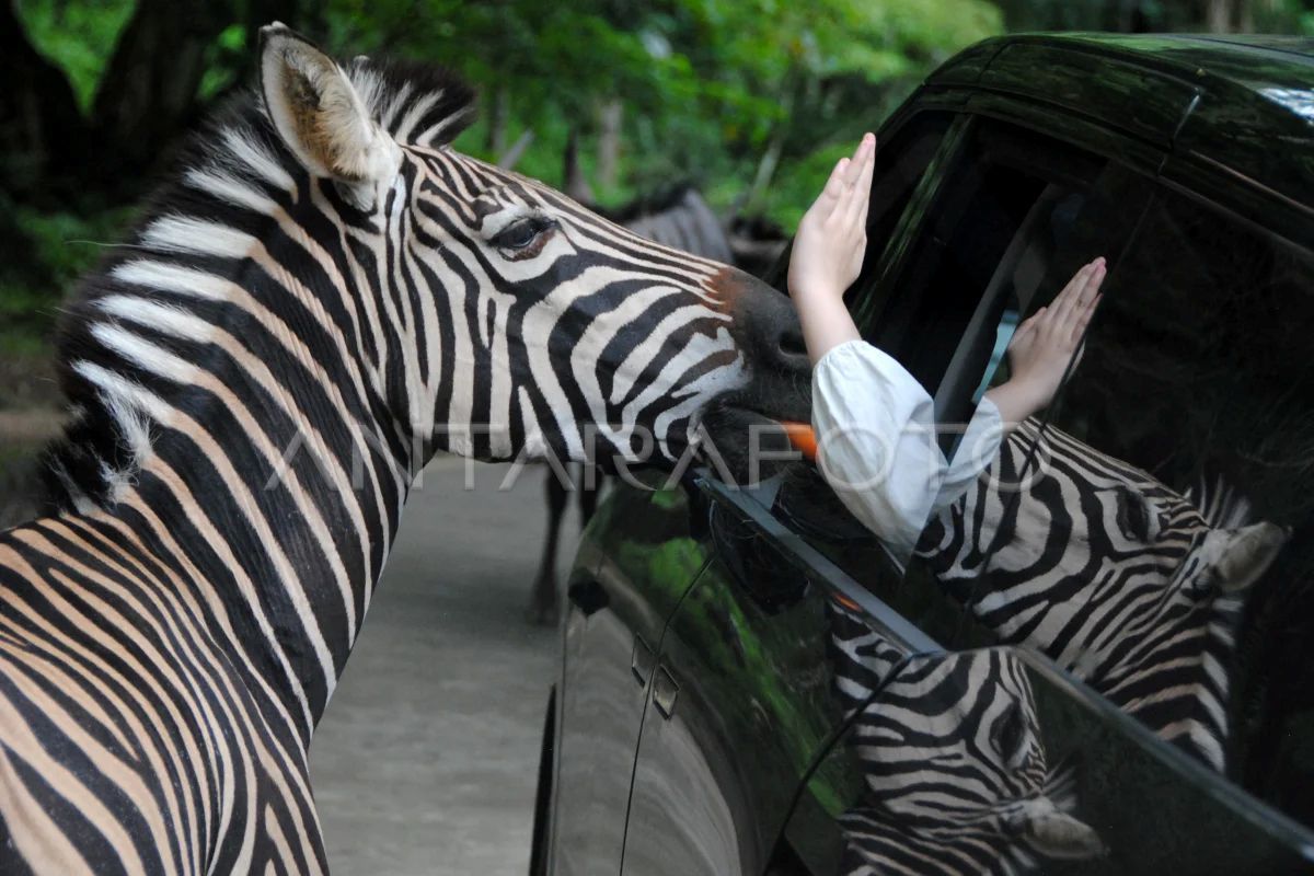 Wisata satwa Taman Safari Bogor