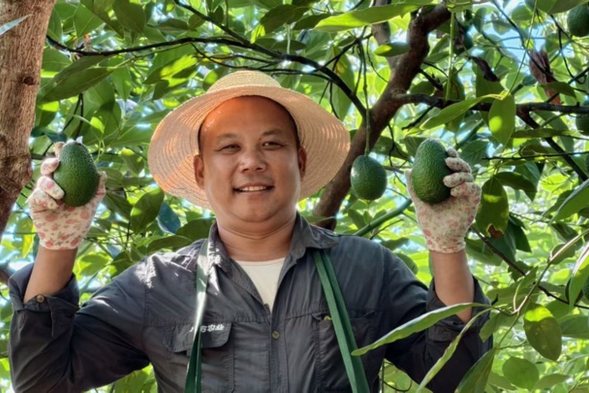 Usai rambah Singapura, alpukat Yunnan berhasil masuki pasar Malaysia