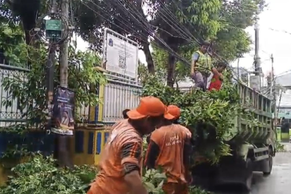 Ganggu kabel listrik, pohon nangka di Grogol Petamburan dipangkas