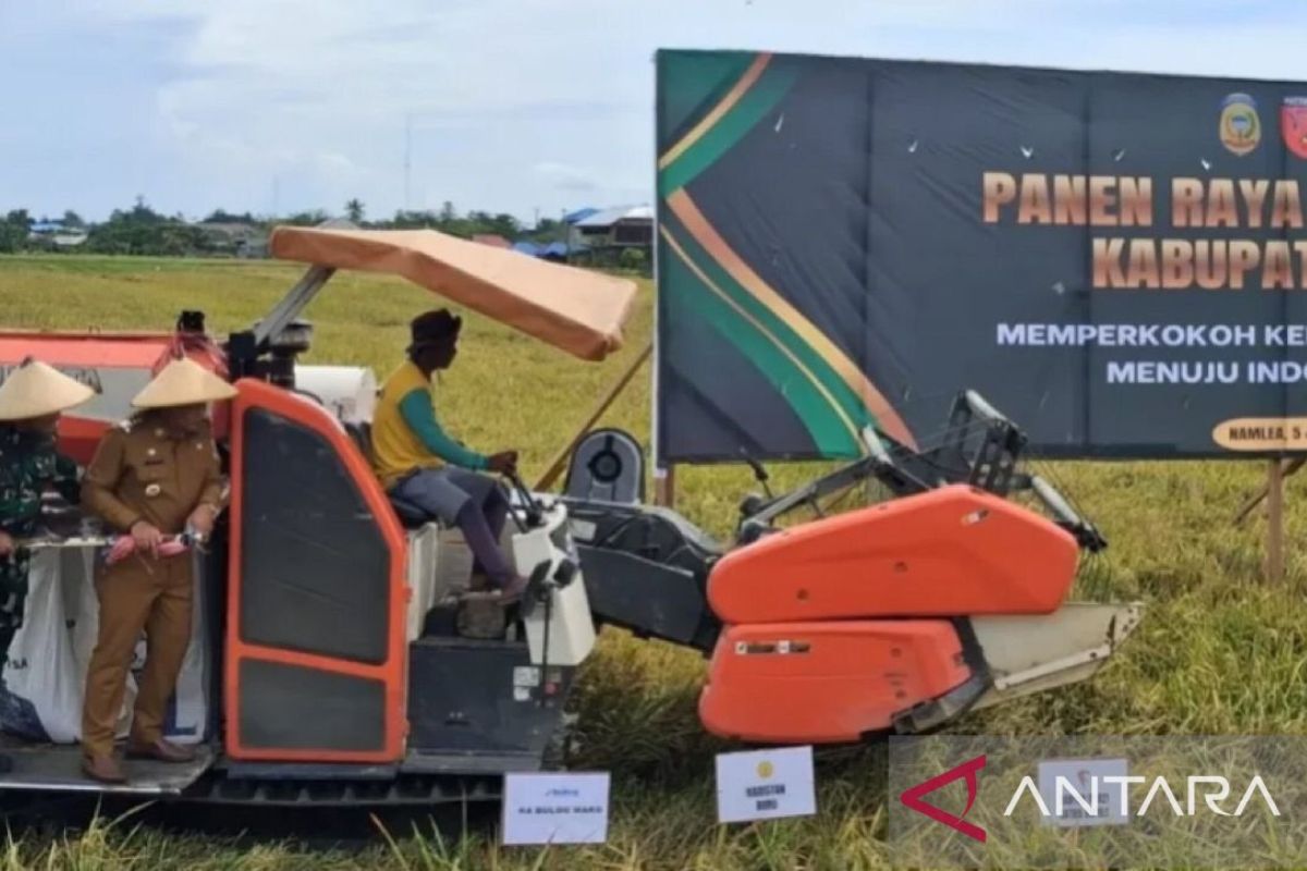 Kabupaten Buru Maluku surplus beras 14.545 ton