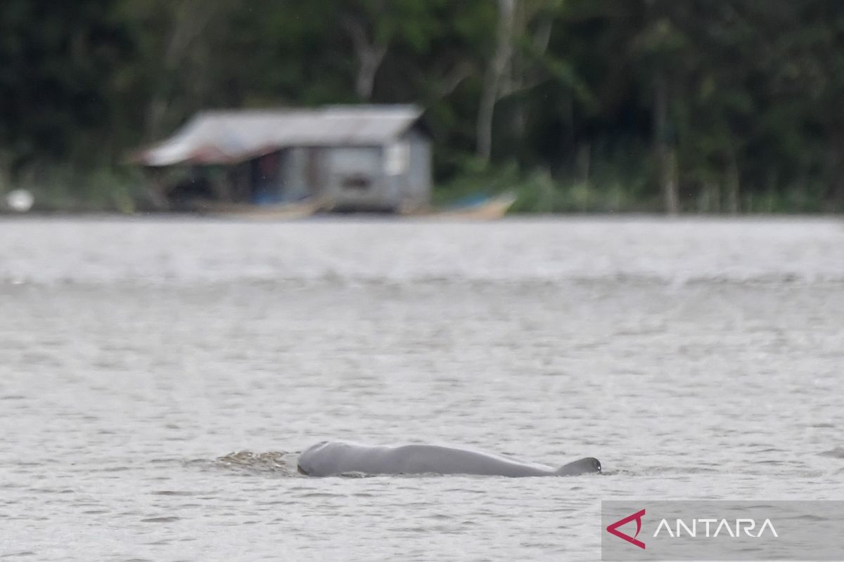 Indonesia names new conservation villages to protect Mahakam dolphins