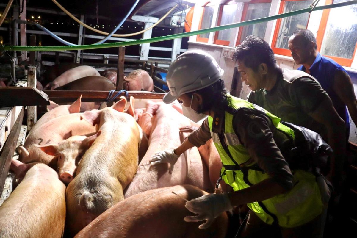 Indonesia bans pork imports from Spain over ASF outbreak