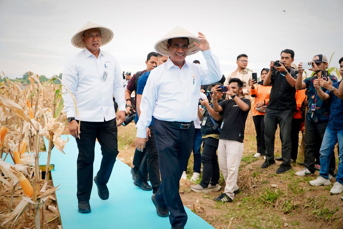 Pemerintah siap salurkan SPHP jagung 500 ribu ton pada 2026