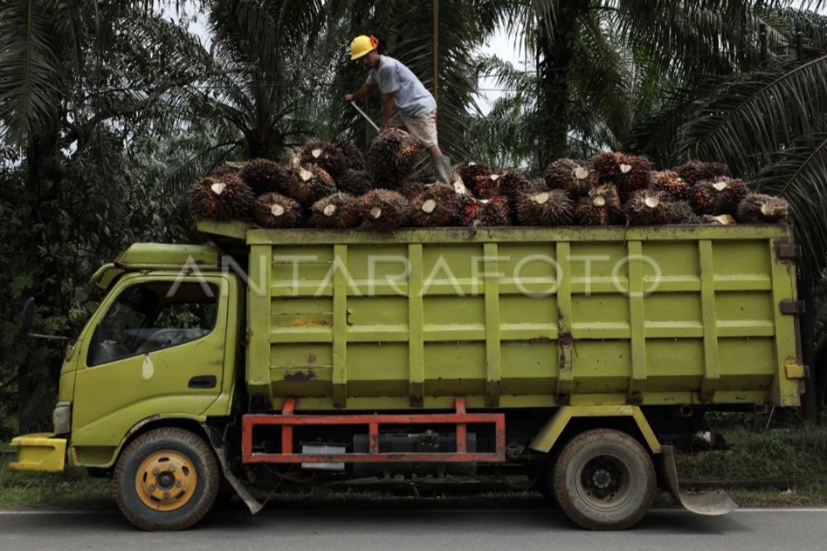 POPSI tekankan akurasi data dalam penanganan sawit di kawasan hutan