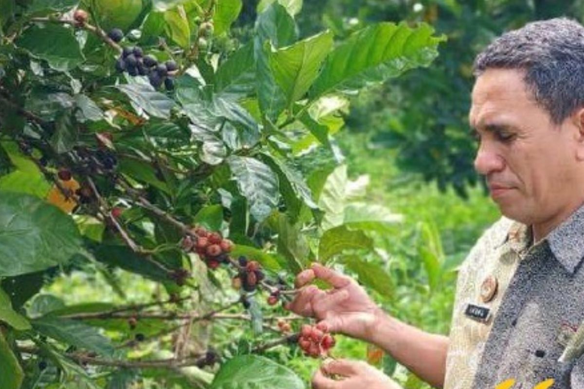 Kemenkum lirik kopi liberika Bacan jadi potensi indikasi geografis