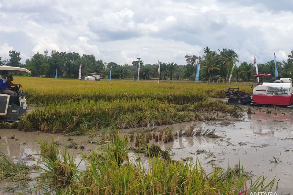 Kabupaten Banyuasin jadi penghasil beras nomor satu nasional, produksi satu juta ton