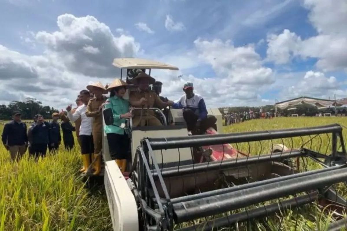 Produksi padi Sumsel tembus 3,6 juta ton tahun 2025