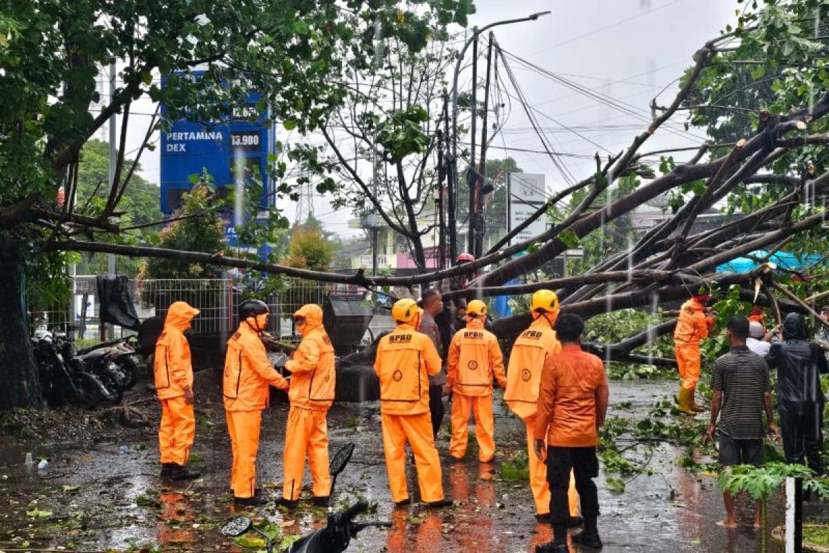 Puting beliung di Makassar-Maros akibatkan pohon tumbang