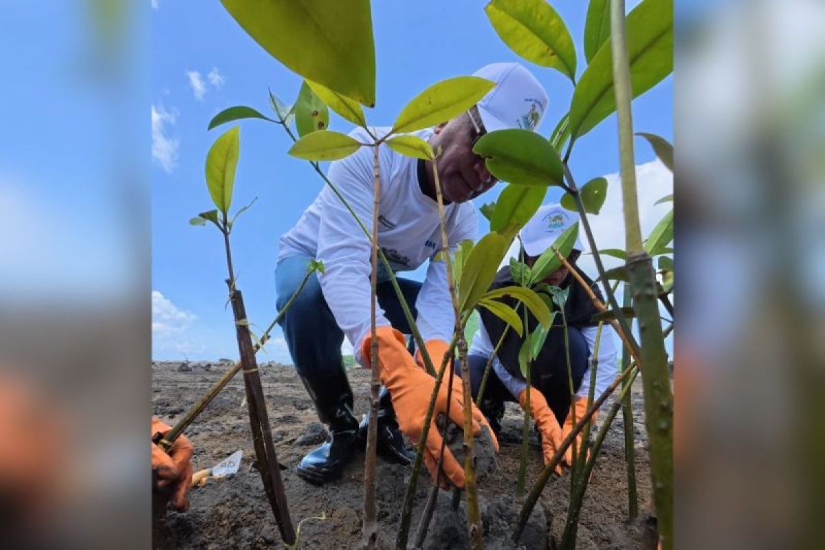 374.839 pohon ditanam PNM, jejak nyata hijaukan negeri di Hari Gerakan Satu Juta Pohon