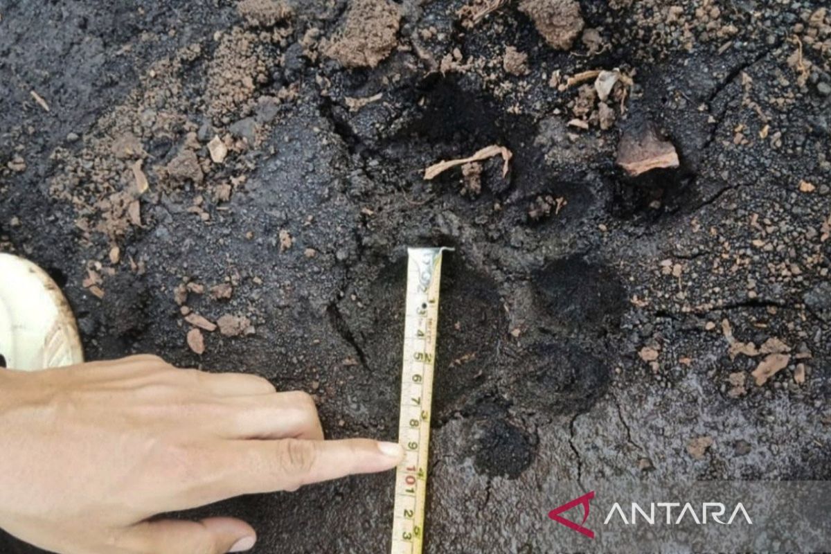 BBKSDA Riau temukan jejak kaki harimau sumatra di Siak