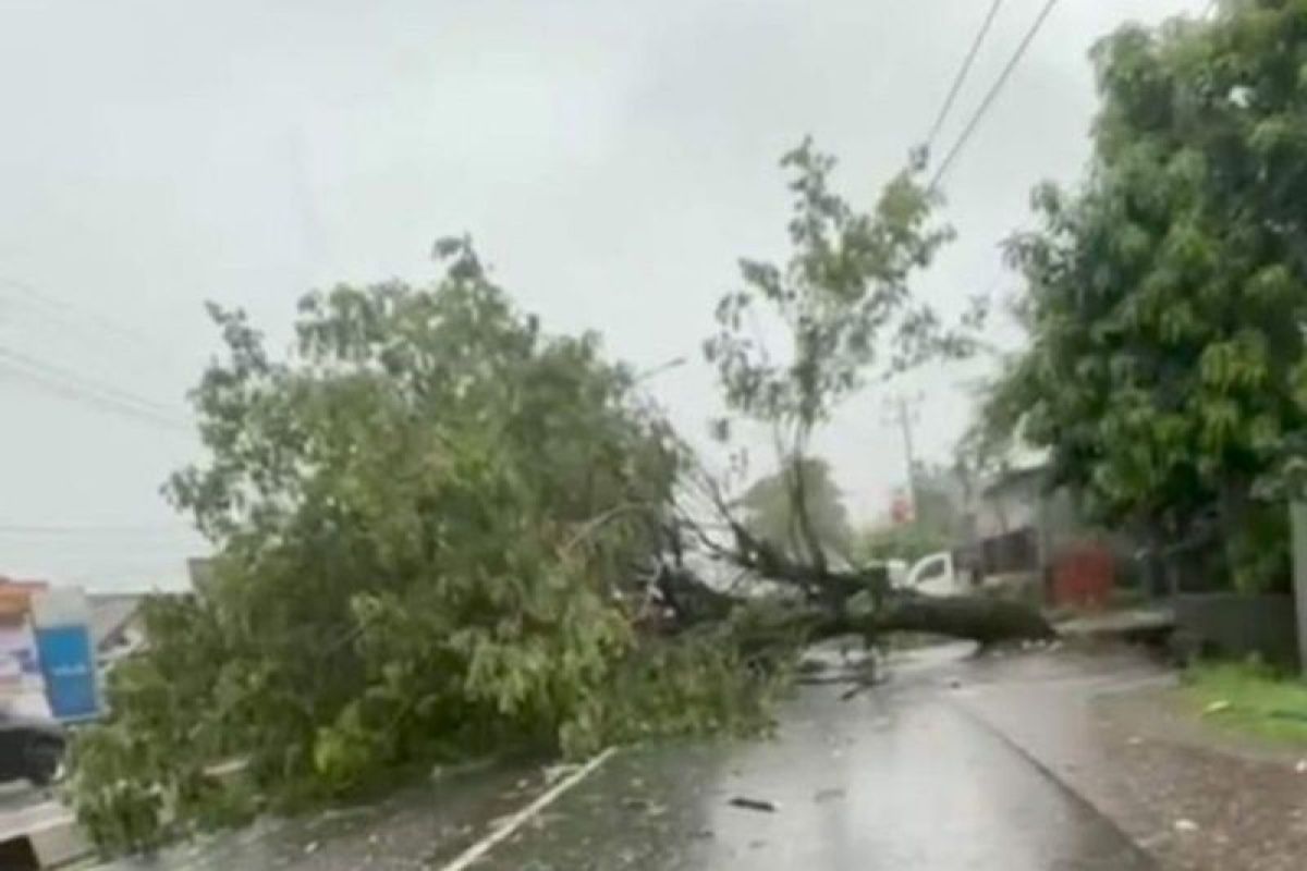DLH Makassar bentuk posko siaga pohon tumbang