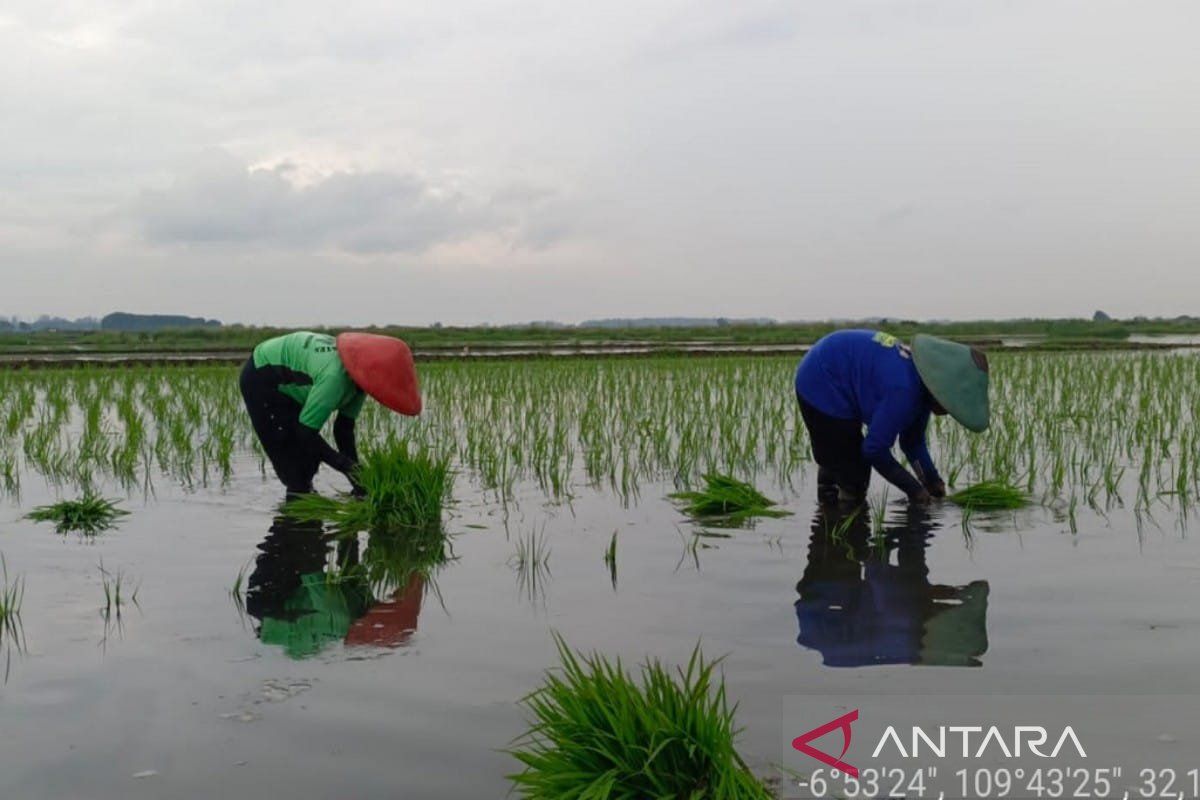 Batang manfaatkan 530,2 ha lahan terdampak rob untuk padi Biosalin