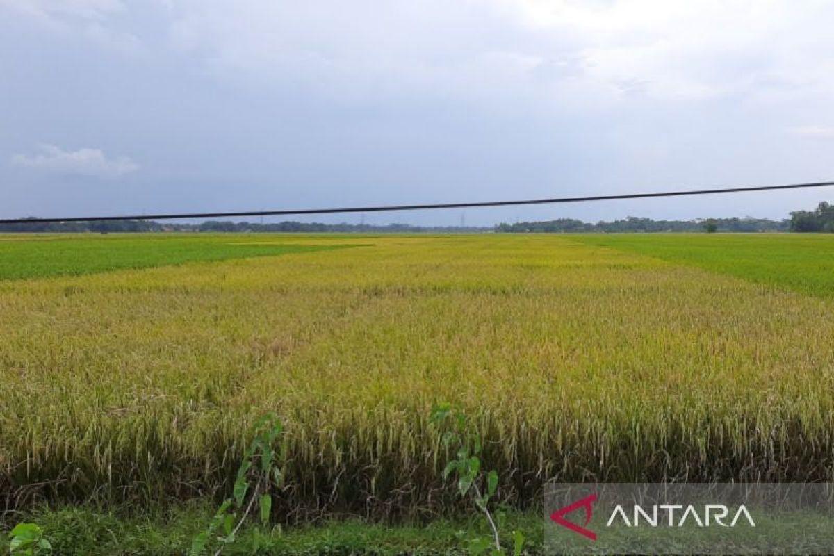 Cilacap pastikan alokasi pupuk subsidi 2026 cukupi kebutuhan petani