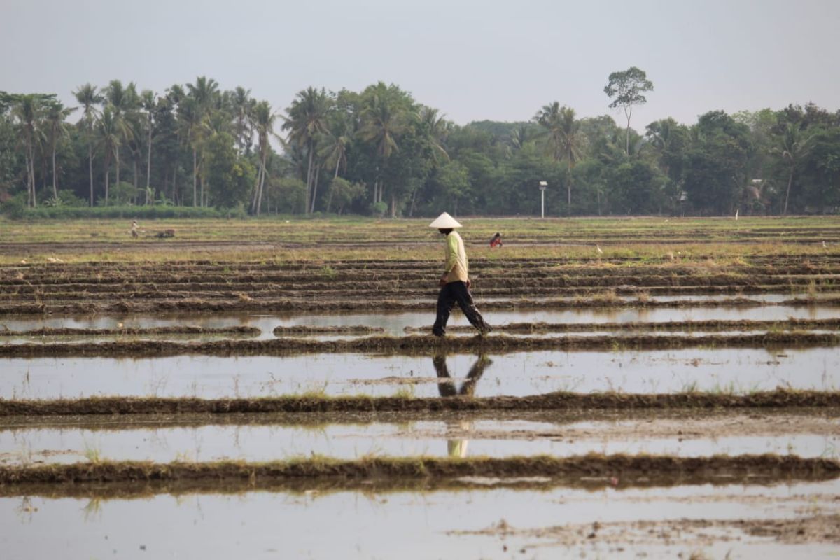 Realisasi penyaluran KUR di Lampung mencapai Rp9,93 triliun