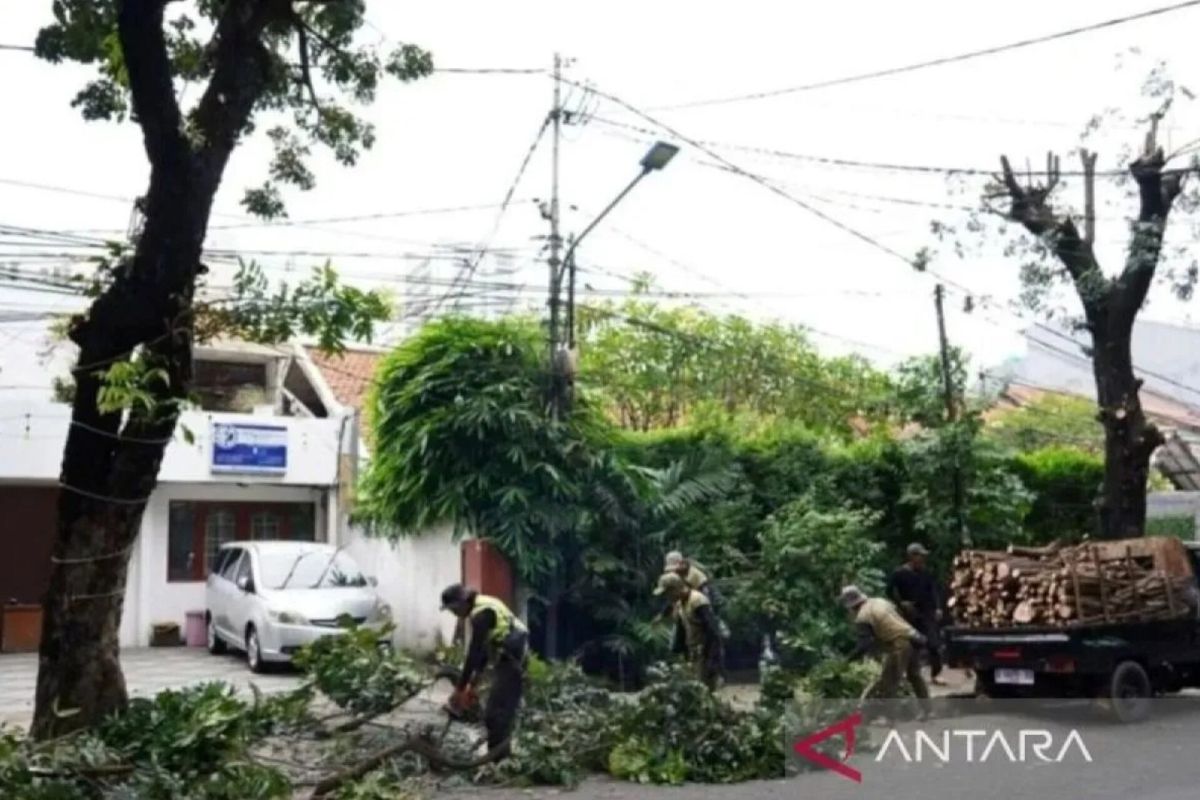 Sudin Tamhut Jakpus perkuat deteksi dini pohon rawan tumbang
