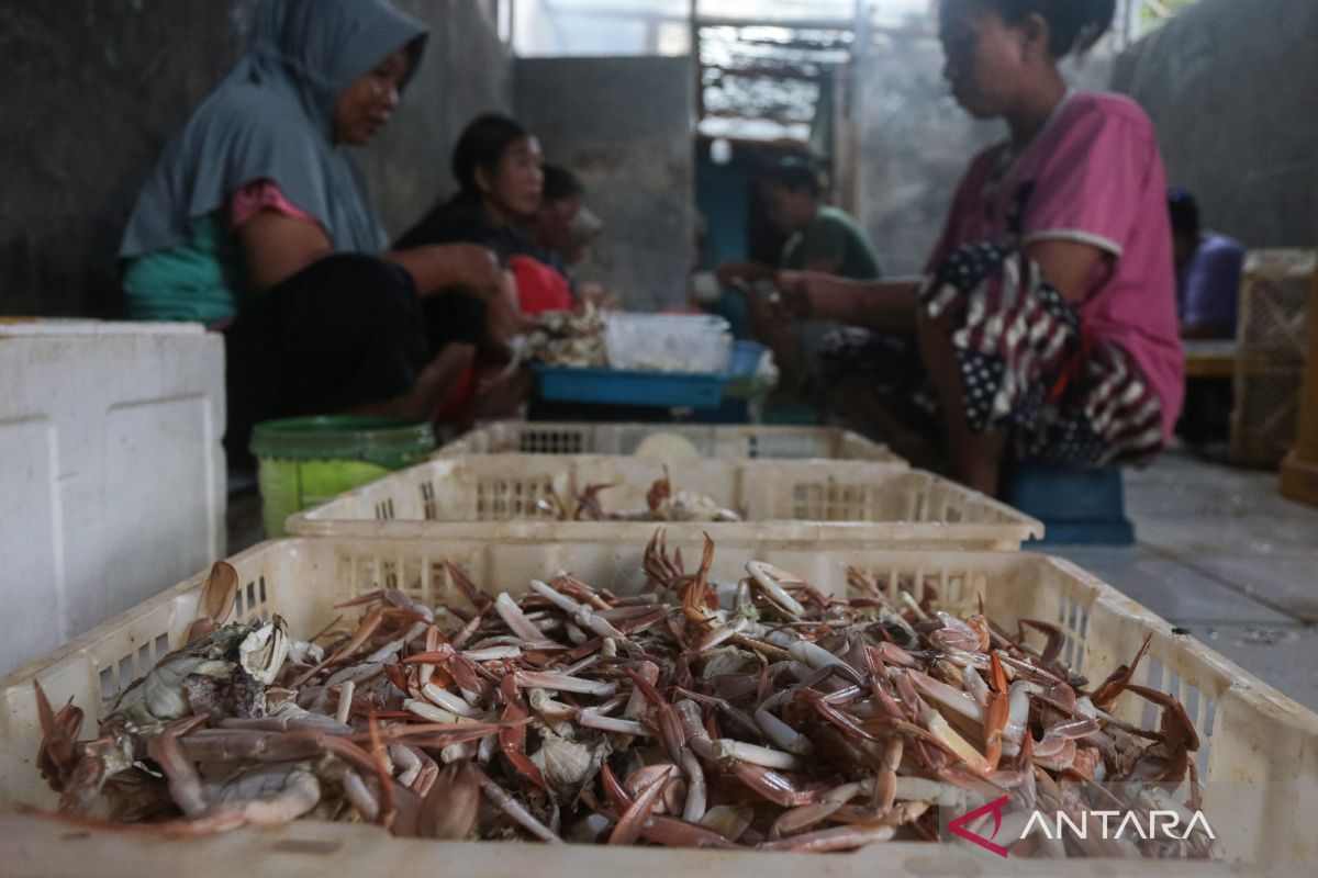 Indonesian blue crabs clear US standards until 2029, Ministry