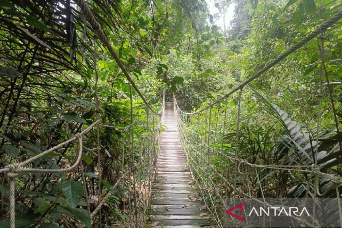 Kalimantan Timur pertahankan tutupan hutan 62 persen 